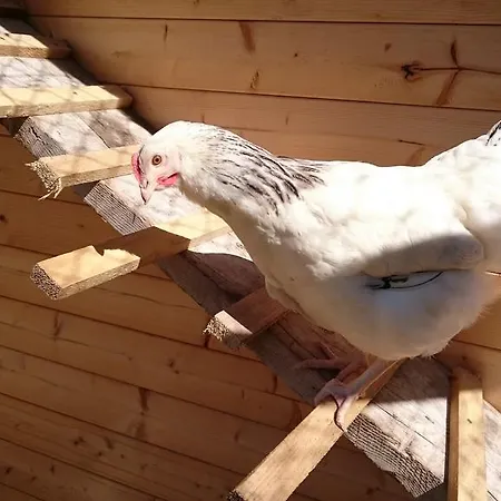 Eisbauer Vakantieboerderij