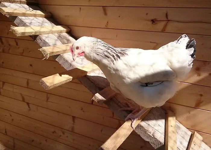 Eisbauer ファームステイ